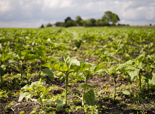 La Agricultura Regenerativa y su impacto en los suelos