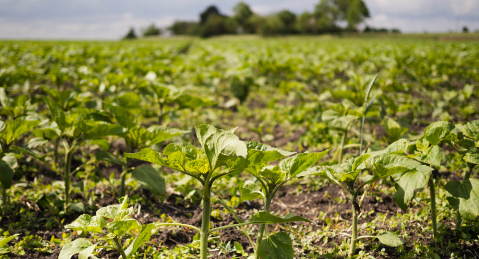 La Agricultura Regenerativa y su impacto en los suelos