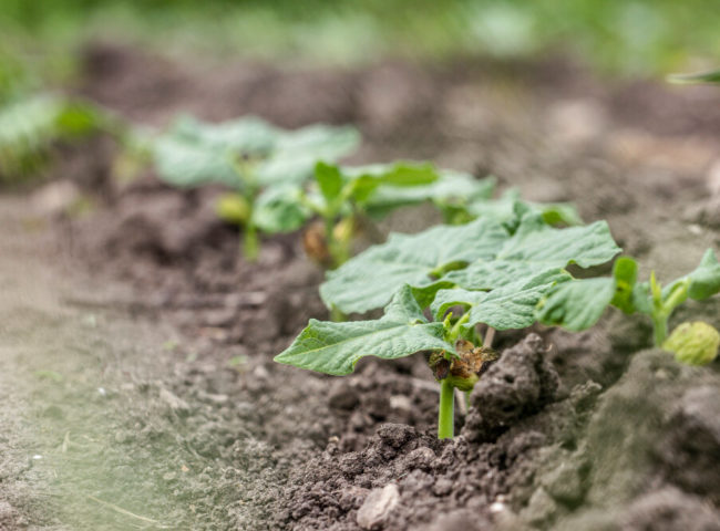 La Agricultura Regenerativa y su impacto en los suelos